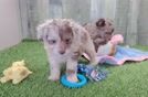 Little Mini Aussiepoo Poodle Mix Puppy