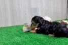 Popular Yorkie Poo Poodle Mix Pup
