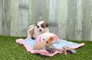 Teddy Bear Puppy for Adoption