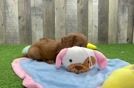 Meet Oscar - our Cavapoo Puppy Video