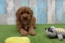 Sweet Mini Goldendoodle Baby