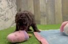 Fluffy Mini Labradoodle Poodle Mix Pup