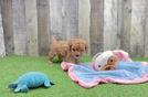 Cavapoo Puppy for Adoption