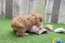 Small Cavapoo Baby