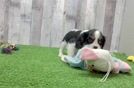 Cavalier King Charles Spaniel Puppy for Adoption