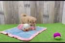 Small Maltipoo Baby