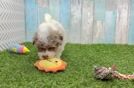 Meet Alejandro - our Havapoo Puppy Video