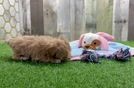Smart Maltipoo Poodle Mix Pup
