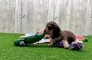 Best Dachshund Baby