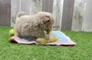 Adorable Maltidoodle Poodle Mix Puppy