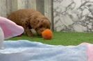 Small Mini Goldendoodle Baby