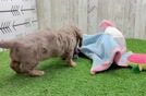 Cute Doxie Purebred Puppy