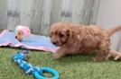 Funny Cavapoo Poodle Mix Pup