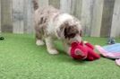 Happy Mini Labradoodle Baby