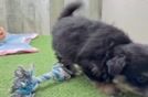 Energetic Pom Frise Designer Puppy
