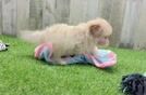 Best Maltipoo Baby