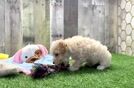 Smart Poochon Poodle Mix Pup