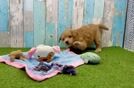 Meet Jett - our Mini Pomskydoodle Puppy Video
