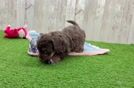 Cute Mini Doxiedoodle Baby