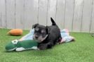 Friendly Morkie Baby