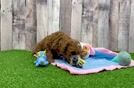 Meet Sig - our Poodle Puppy Video