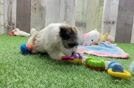 Playful Shitzu Designer Puppy