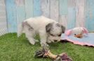Meet Enchanto - our Havapoo Puppy Video