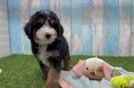 Best Mini Bernedoodle Baby
