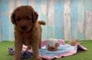 Meet Archer - our Mini Goldendoodle Puppy Video
