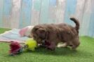 Playful Shih Poo Poodle Mix Puppy