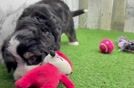Meet Dakota - our Mini Bernedoodle Puppy Video
