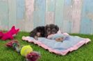Popular Yorkie Poo Poodle Mix Pup