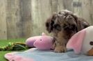 Poodle Pup Being Cute