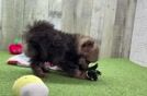 Petite Pom Dog Purebred Puppy