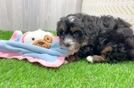 Friendly Mini Bernedoodle Baby