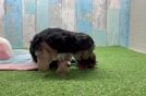Smart Yorkie Poo Poodle Mix Pup