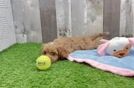 Popular Cavapoo Poodle Mix Pup