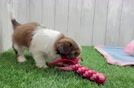Havashu Puppy for Adoption