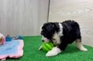 Mini Aussiedoodle Pup Being Cute
