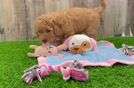 Mini Goldendoodle Puppy for Adoption
