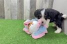 Best Mini Bernedoodle Baby