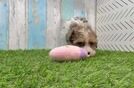 Funny Havapoo Poodle Mix Pup