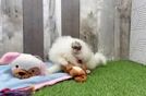 Popular Pomeranian Baby