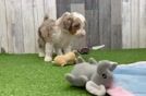 Mini Aussiedoodle Pup Being Cute