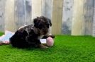Cockapoo Puppy for Adoption