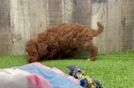 Mini Irish Doodle Puppy for Adoption