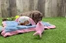 Meet Vance - our Cavapoo Puppy Video