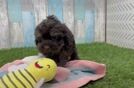 Cavapoo Puppy for Adoption