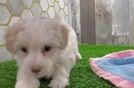 Popular Maltipoo Poodle Mix Pup