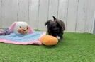 Meet Brad - our Morkie Puppy Video